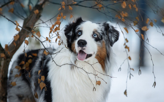 Dog snow autumn leaves tree free wallpaper - medium preview image