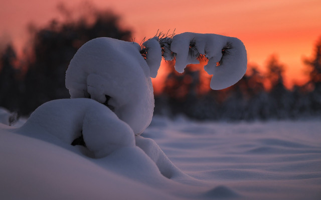 Snowy animal fire breath dusk free wallpaper - medium preview image