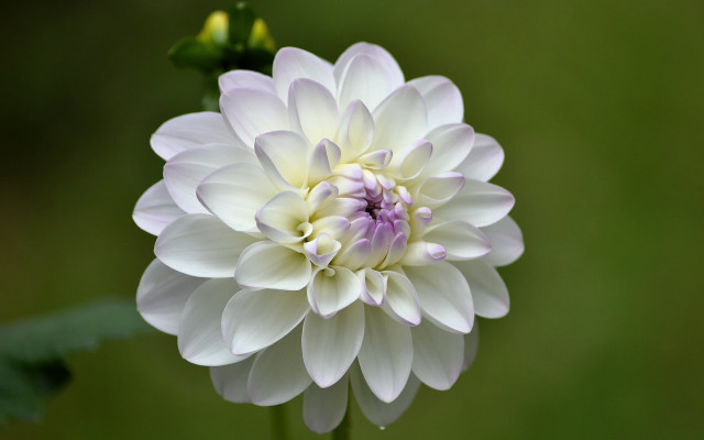 White flower purple center macro free wallpaper - medium preview image