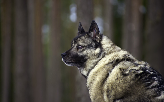 Shiba inu dog forest character free wallpaper - medium preview image