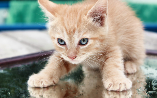 Small kitten blue eyes reflection free wallpaper - medium preview image
