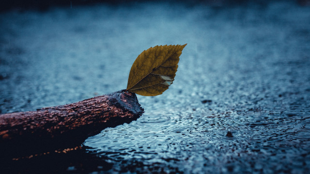 Floating leaf on log rainy free wallpaper - medium preview image