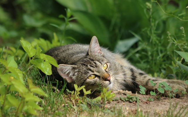 Cat grass wide eyed jigsaw free wallpaper - medium preview image