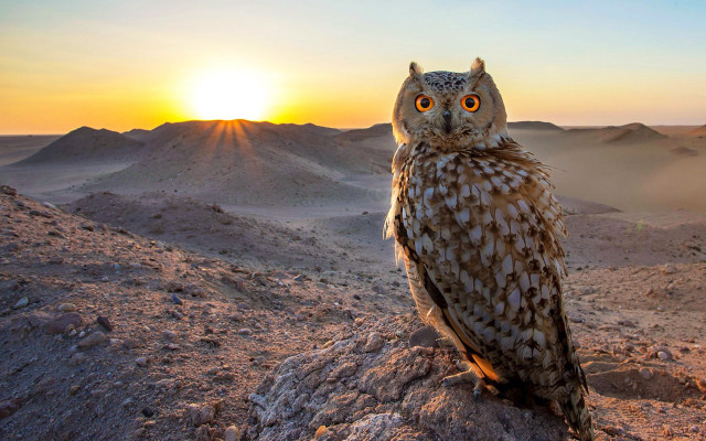 Owl desert sunset mountains rock free wallpaper - medium preview image