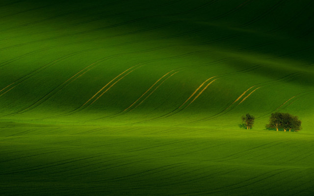 Green field trees light exposure free wallpaper - medium preview image