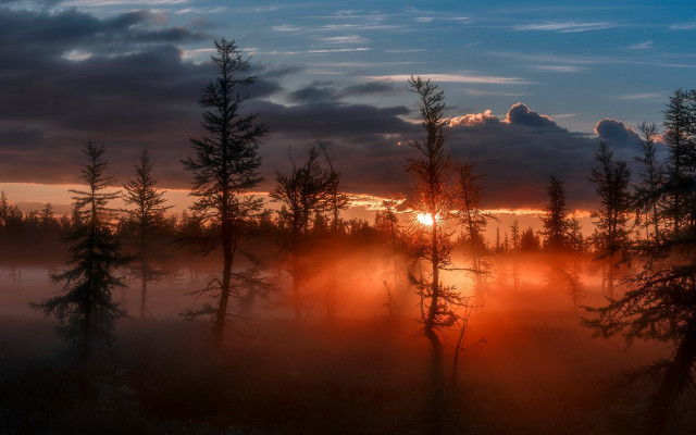 Sunset trees fog misty clouds free wallpaper - medium preview image