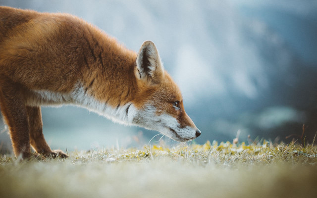 Fox sniffing grass weeds outdoors free wallpaper - medium preview image