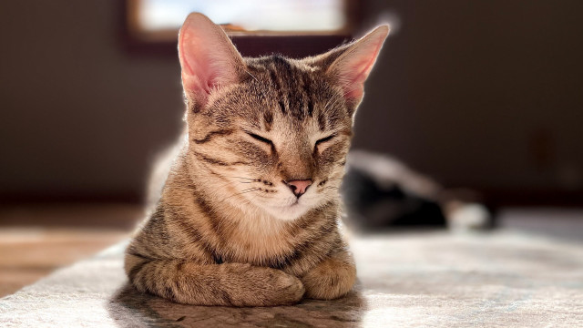 Sleeping cat blurry background photorealistic #2 free wallpaper - medium preview image