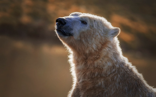 Polar bear sky backlit nature free wallpaper - medium preview image