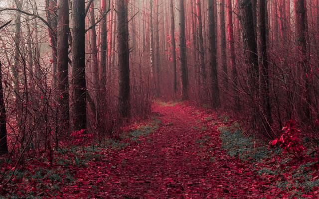 Forest path red leaves neo free wallpaper - medium preview image