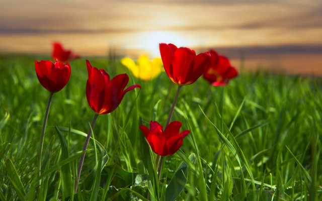 Red flower field sunset butterfly free wallpaper - medium preview image