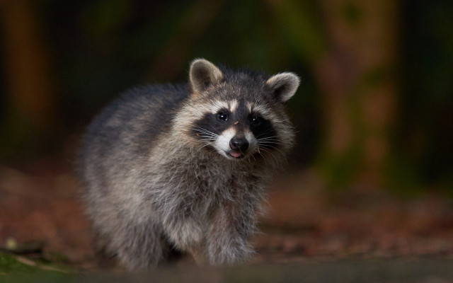 Raccoon woods smile black background free wallpaper - medium preview image