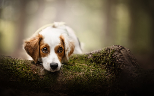 Dog moss log sad portrait free wallpaper - medium preview image