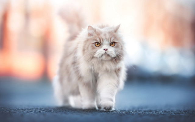 Fluffy white cat street blurry free wallpaper - medium preview image