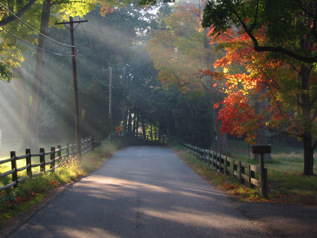 Road fence trees leaves light #2 free wallpaper - medium preview image