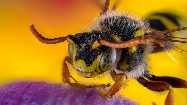 Bee flower macro hyperrealism sunset free wallpaper - medium preview image