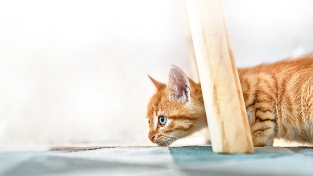Kitten illusion blue eyes beach free wallpaper - medium preview image