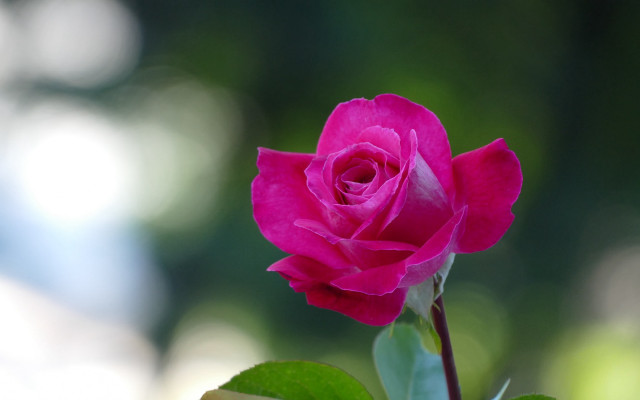 Pink rose green leaves macro #4 free wallpaper - medium preview image