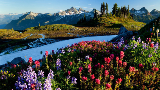 Mountain landscape flowers stream snow free wallpaper - medium preview image