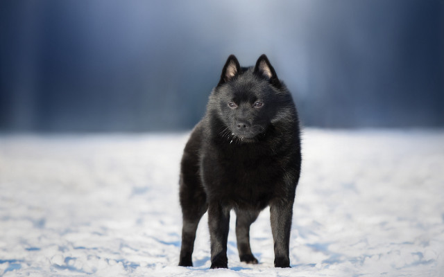 Black dog snow moon eyes free wallpaper - medium preview image