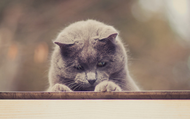 Cat over wooden rail paw free wallpaper - medium preview image