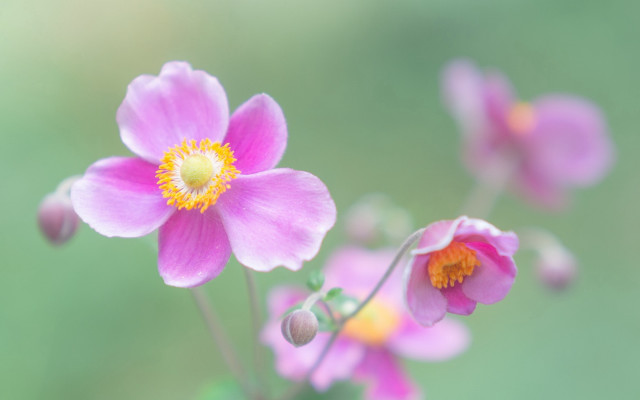 Pink flower yellow center macro free wallpaper - medium preview image