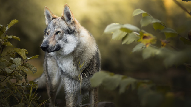 Wolf forest sunlight nature animal free wallpaper - medium preview image