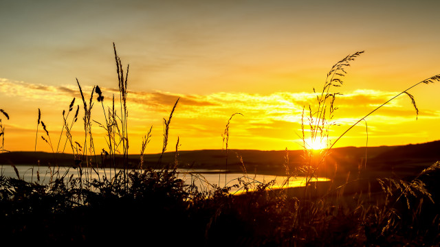 Sunset water plant sky horizon free wallpaper - medium preview image