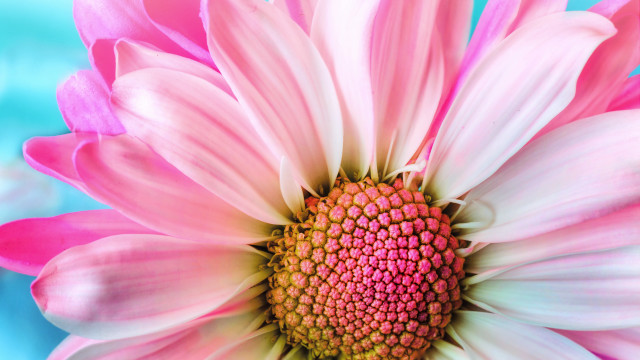 Pink white flower blue background free wallpaper for desktop - medium preview image