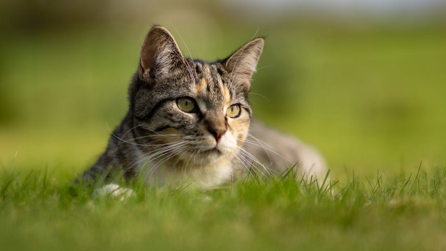 Sad cat in grass tiltshift free wallpaper - medium preview image