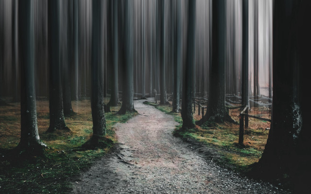Forest path trees grass city free wallpaper - medium preview image