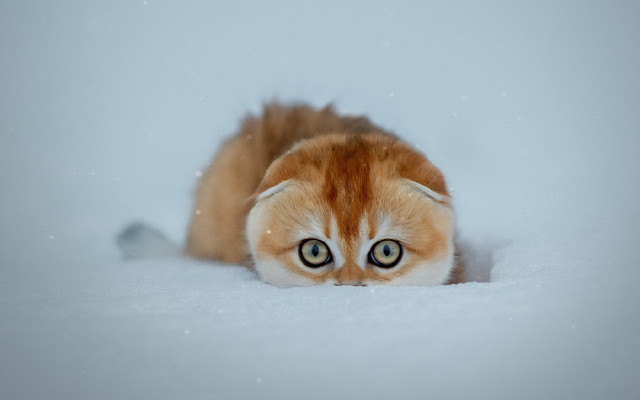 Curious cat in snow surrealism free wallpaper - medium preview image
