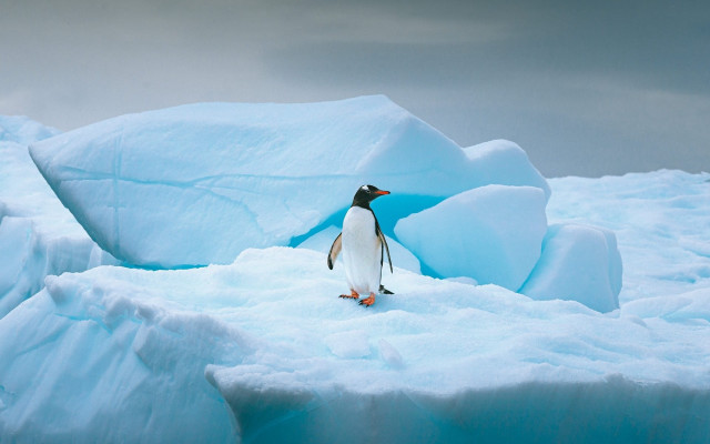 Penguin iceberg ocean cloudy sky free wallpaper - medium preview image