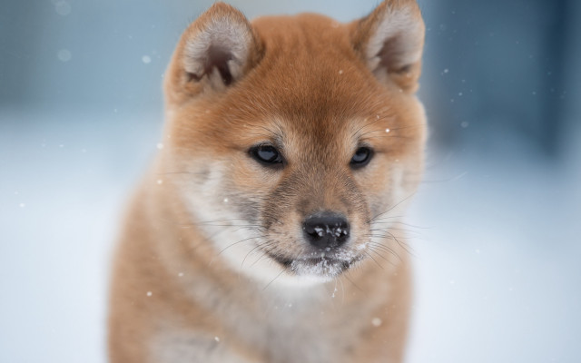 Small brown dog snowflake blurry free wallpaper - medium preview image