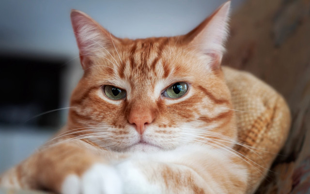 Sad white cat blue eyes free wallpaper - medium preview image