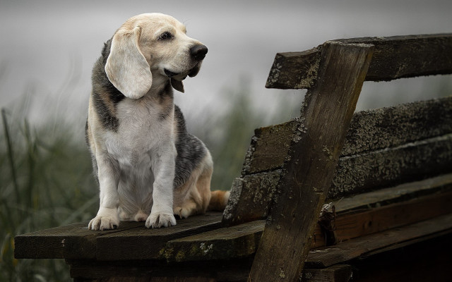 Dog bench grass cloudy sky free wallpaper - medium preview image
