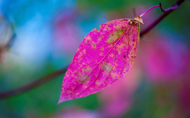 Pink leaf brown spots purple free wallpaper - medium preview image