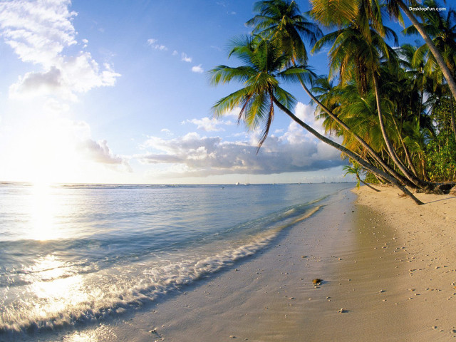 Beach palm trees ocean sun #2 free wallpaper - medium preview image