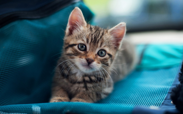 Small kitten blue suitcase sad free wallpaper - medium preview image