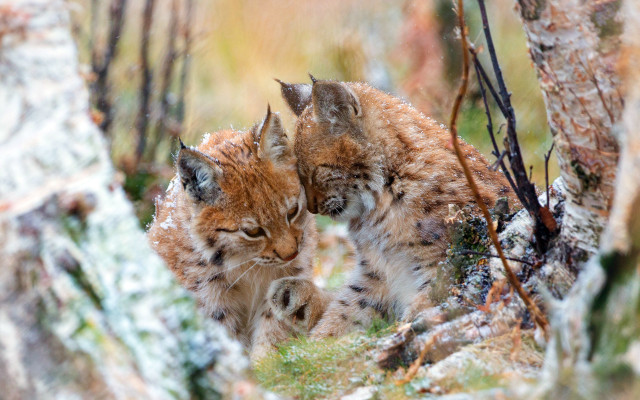 Lynx woods snowy depth of free wallpaper - medium preview image
