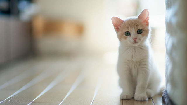 Small white kitten wooden floor #2 free wallpaper - medium preview image