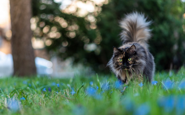 Cat grass trees blue ribbon free wallpaper - medium preview image