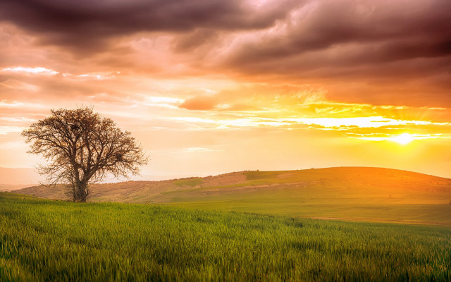 Lone tree sunset clouds field free wallpaper - medium preview image