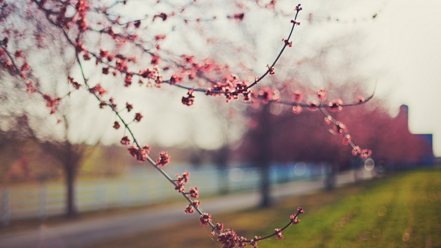 Pink cherry blossom tree road free wallpaper - medium preview image