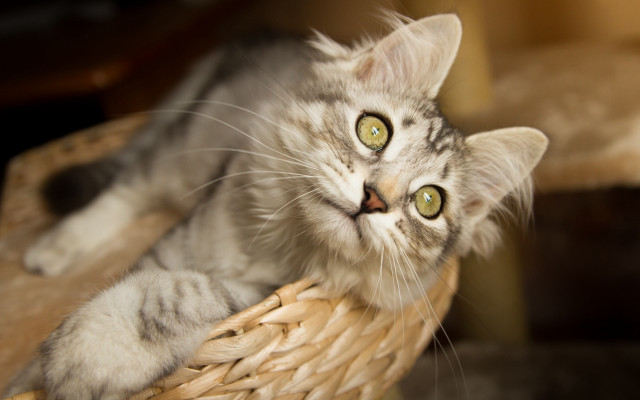 Curious cat in basket felix free wallpaper - medium preview image