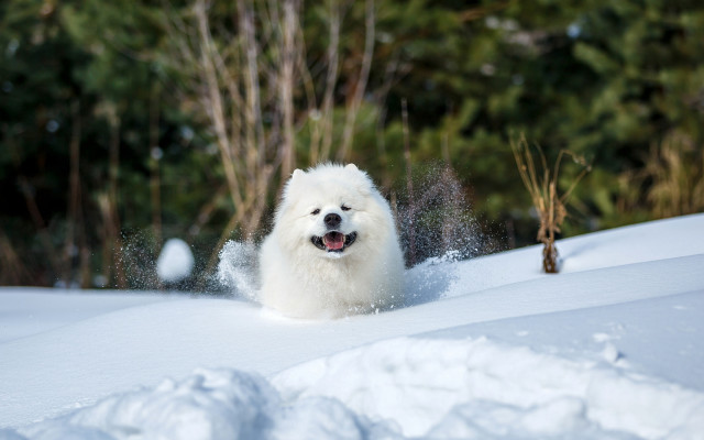 White dog running snow woods free wallpaper - medium preview image
