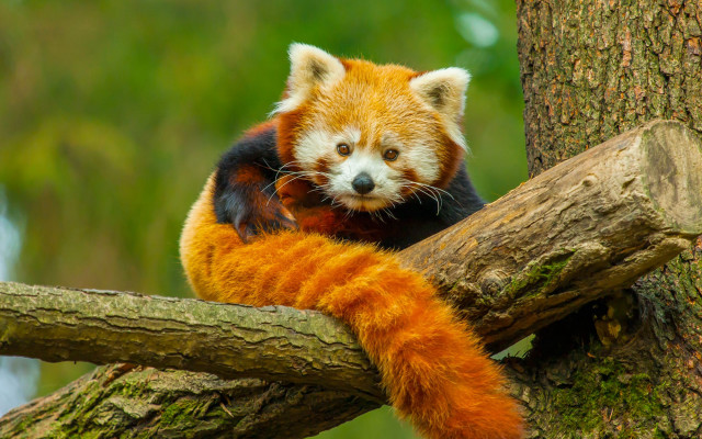 Sad red panda on branch free wallpaper - medium preview image