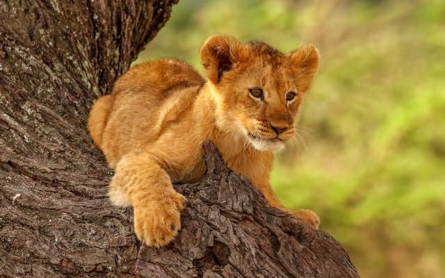 Lion cub tree curious look free wallpaper - medium preview image