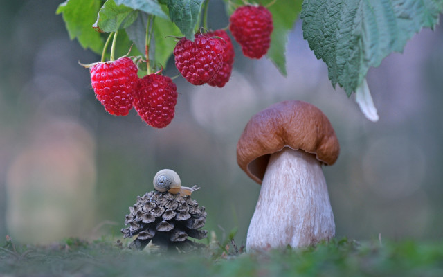 Mushroom berries leaves nature macro free wallpaper for desktop - medium preview image