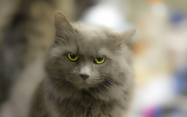 Gray cat yellow eyes blurry free wallpaper - medium preview image